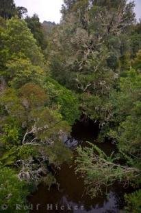 photo of River Bush Pukaha Mount Bruce National Wildlife Centre NZ