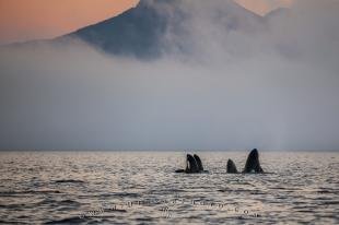 photo of Orca Whale family spy hopping robson bight