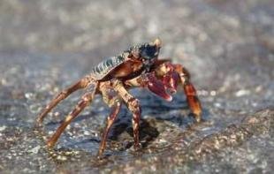 photo of Rock Crab