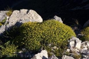photo of Rock Plant Picture Gorges Du Verdon Provence