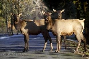 photo of Roosevelt Elk Picture