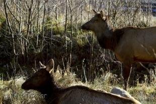 photo of Roosevelt Elk Pictures