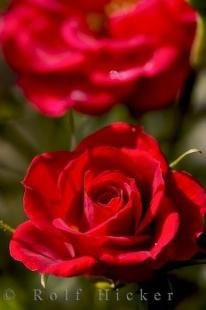 photo of Rose Picture