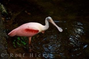 photo of Roseate Spoonbill Bird Picture