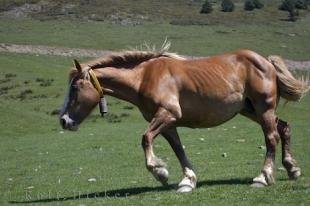 photo of Photo Of A Running Horse