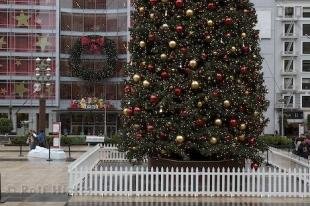 photo of San Francisco Christmas Tree Picture