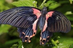 photo of Scarlet Mormon Butterfly