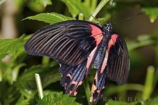 photo of Scarlet Mormon Victoria