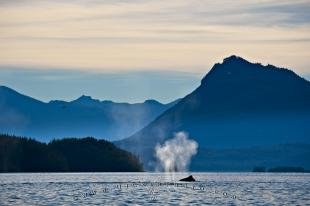 photo of Vancouver Island Scenery Humpback Whale