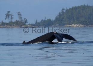 photo of Whale british Columbia Scenic Pictures