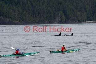 photo of Sea Kayaking Vancouver Island