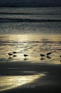 photo of Seagull Sunset Oregon