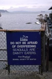 photo of Seattle Seagulls