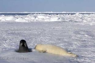 photo of seal animal