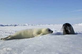 photo of Seals Animal