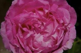 photo of Single Rose Picture