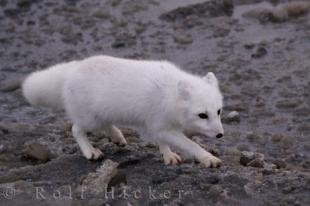 photo of Snow White Arctic Fox Hudson Bay Tundra Churchill