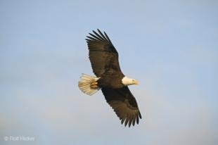photo of Soaring Eagle Blue Sky