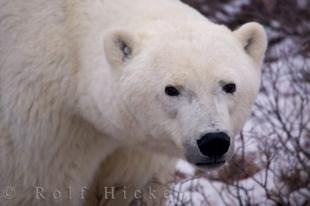 photo of Polar Bear Sow Portrait Photo Manitoba Canada