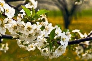 photo of cherry blossoms