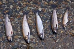 photo of Speckled Trout Newfoundland