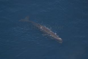photo of Sperm Whales Kaikoura