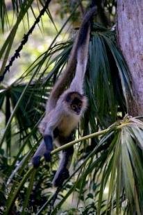 photo of Spider Monkey Auckland Zoo