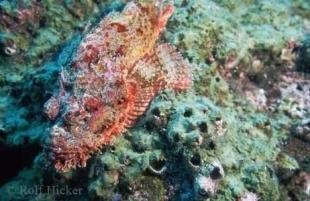 photo of Spotted Scorpionfish