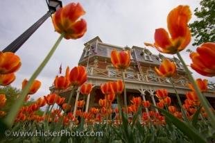photo of Spring Garden Blossoming Tulips Picture