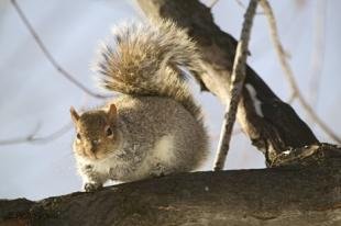 photo of Squirrel Pictures Animal in Tree