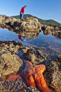 photo of Starfish Animal