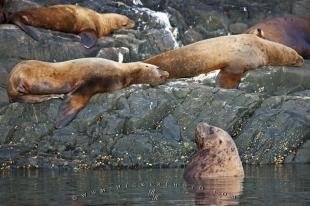 photo of Steller Sea Lions Colony