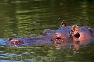 photo of Submerged Hippopotamus Auckland Zoo New Zealand