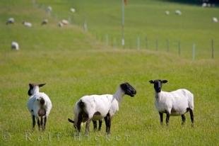 photo of Suffolk Sheep Picture