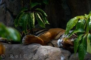 photo of Sumatran Tiger Photo