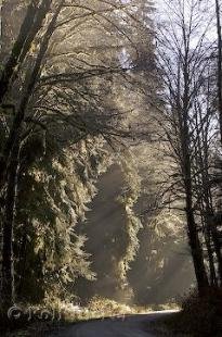 photo of sun light rays