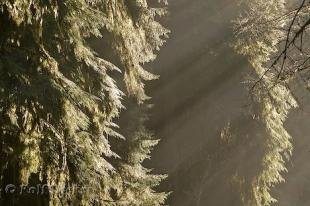 photo of sun rays rainforest