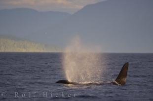 photo of Sunlight Mist Northern Resident Killer Whale