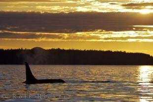 photo of Sunset Killer Whale Heaven British Columbia