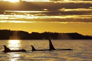 photo of Sunset Killer Whale Family Northern Vancouver Island