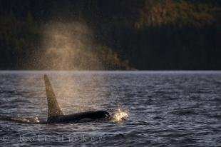 photo of Sunset Lighting Killer Whale Swim British Columbia