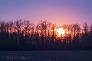 photo of Alberta Sunset Forest