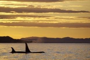 photo of Surfacing Orca Northern Vancouver Island