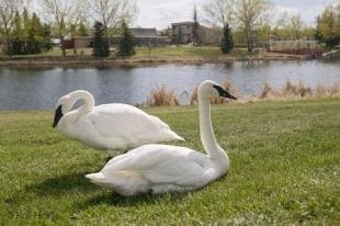 photo of White Swans Birds