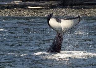 photo of Tail Photo