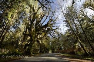 photo of temperate forest