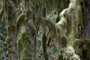 photo of temperate rainforest