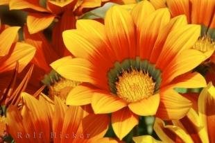 photo of Terracotta Gazania Picture