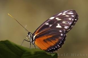 photo of Tiger Longwing Butterfly