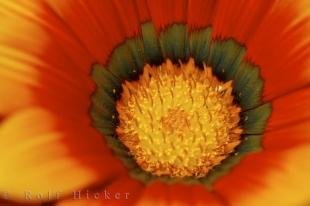 photo of Treasure Flower